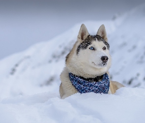 Siberian Husky, Góry, Zima, Chustka