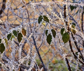 Szron, Ogrodzenie, Liście, Gałązki