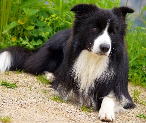 Border collie, Rośliny, Leżący