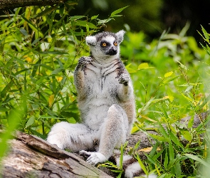 Lemur, Trawy, Pnie