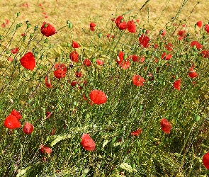 Lato, Zboże, Maki