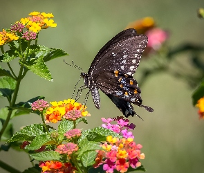 Czarny paź królowej, Kwiaty, Motyl