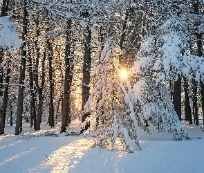 Park, Zima, Drzewa, Promienie słońca, Ośnieżone