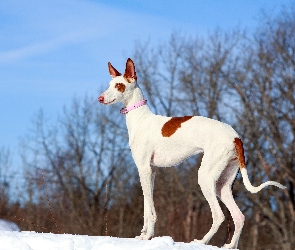 Podenco z Ibizy