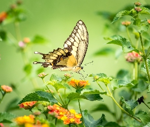 Kwiaty, Kolorowe, Motyl, Paź królowej