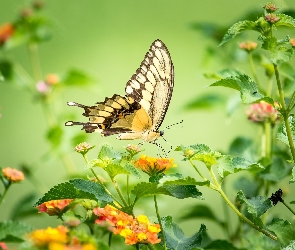 Motyl, Kwiaty, Kolorowe, Paź królowej