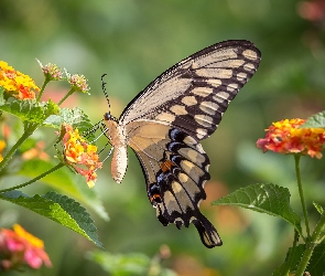 Paź królowej, Kwiaty, Motyl