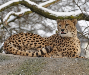 Zima, Gałęzie, Leżący, Gepard