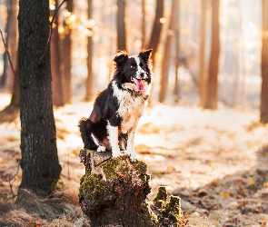 Border collie, Las, Pień