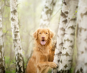 Retriever z Nowej Szkocji, Brzozy