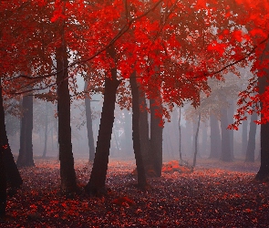 Jesień, Las, Mgła, Czerwone, Liście, Drzewa