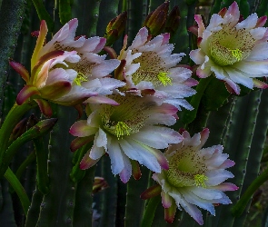 Kwiaty, Kaktusy