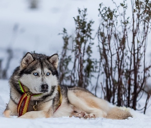 Śnieg, Siberian husky