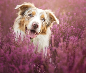 Wrzos, Border collie