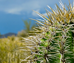 Pustynia, Kaktus