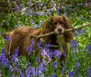 Spaniel, Hiacyntowce, Kwiaty, Patyk