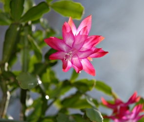 Szlumbergera, Kwiaty, Grudnik