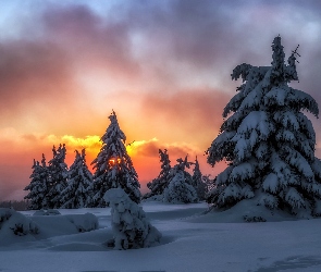 Świerki, Śnieg, Sauerland, Niemcy, Zima, Zachód słońca