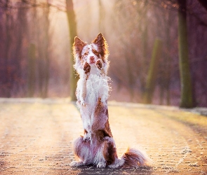 Border collie, Łapy, Proszący