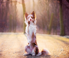 Proszący, Łapy, Border collie