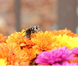 Chryzantemy, Pszczoła