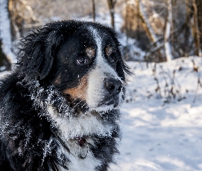 Berneński pies pasterski, Śnieg