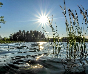 Trzciny, Drzewa, Jezioro, Promienie słońca