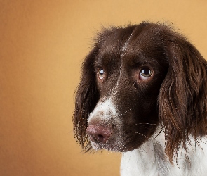 Smutne, Spojrzenie, Springer Spaniel