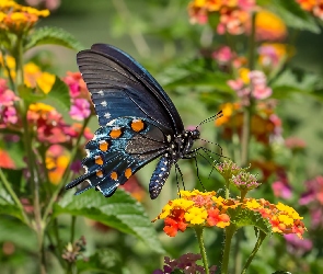 Czarny paź królowej, Kwiaty, Motyl