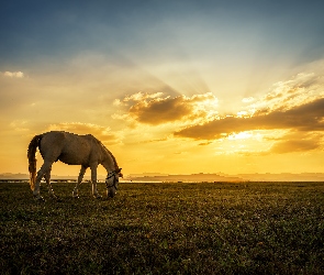 Koń, Łąka, Zachód słońca