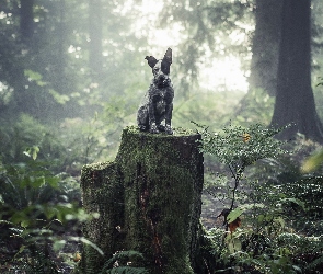 Las, Australian cattle dog, Drzewa, Pień