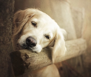 Smutny, Golden retriever