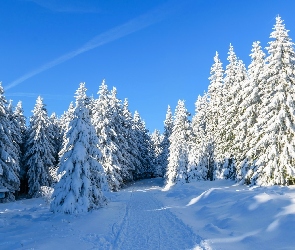 Las, Śnieg, Ścieżka, Świerki, Zima
