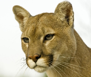 Puma płowa