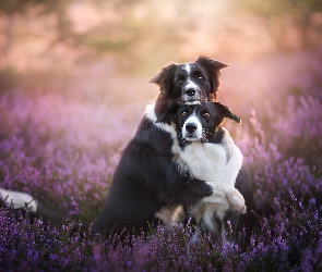 Border collie, Polana, Wrzos