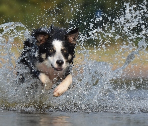 Woda, Border collie