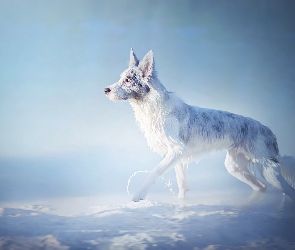 Śnieg, Merle, Border collie, Umaszczenie