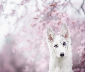 Border collie, Rozmycie