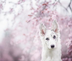 Rozmycie, Border collie