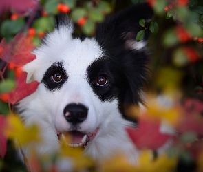 Liście, Rośliny, Border collie