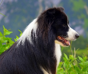 Rośliny, Border collie