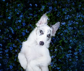 Border collie, Niezapominajki