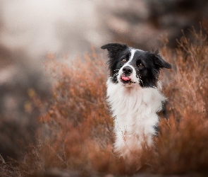 Border collie, Język, Trawa