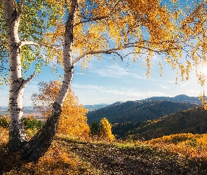Jesień, Promienie słońca, Góry, Wzgórza, Brzozy
