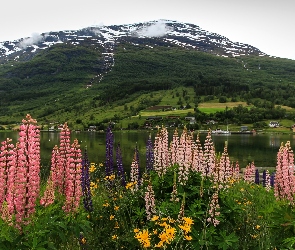 Norwegia, Góry, Łubin, Miasteczko Olden