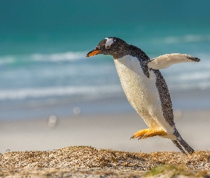Pingwin białobrewy, Skok, Antarktyda