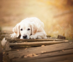 Golden retriever, Most