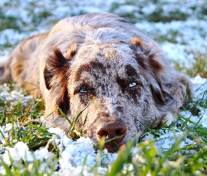 Owczarek australijski, Trawa, Śnieg, Australian shepherd, Leżący