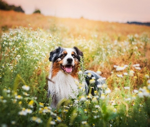 Owczarek australijski, Łąka, Australian shepherd