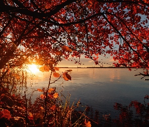 Jezioro, Wschód słońca, Liście, Drzewa, Gałęzie, Jesień
